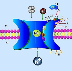 NMDA-receptor - ez