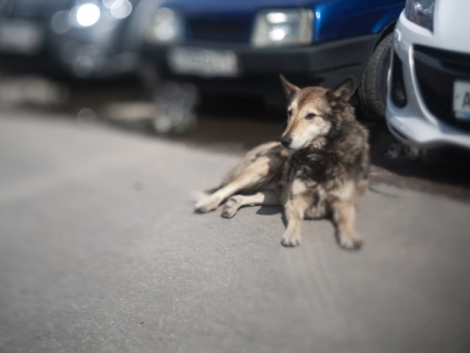 Képsíkeltolás lencse kezüket a Helios 44m, vanolive