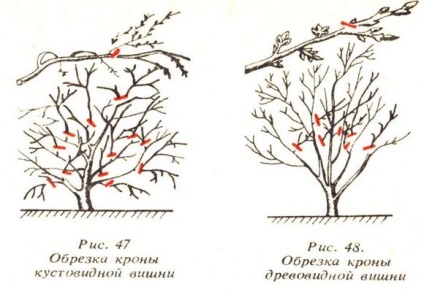 Metszés érezte cseresznye tavaszi kezdők, videó és fotók (vágás) Metszés érezte cseresznye tavaszi kezdők, videó és fotók
