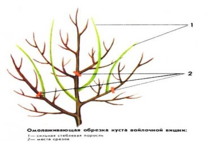 Metszés érezte cseresznye tavaszi kezdők, videó és fotók (cseresznye) Metszés érezte cseresznye tavaszi kezdők, videó és fotók