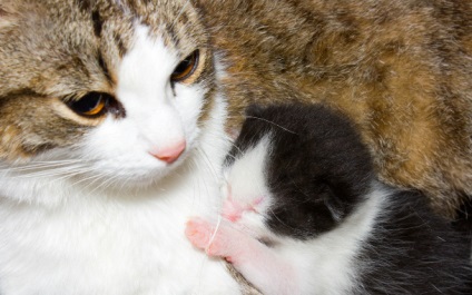 Áttekintés vitaminok szoptatós macskáknak