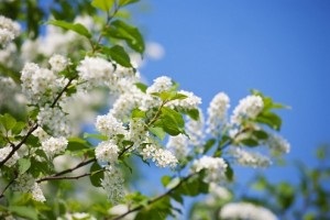 Egynyári és évelő füvek és méz növények bevetett kifejezetten a méhek és a lista