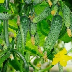 Uborka gerenda önbeporzóak fajták legjobb hosszú termés és hogyan válasszuk ki a magokat (hosszú) Uborka gerenda önbeporzóak fajták legjobb hosszú termés és hogyan kell kiválasztani a megfelelő magok