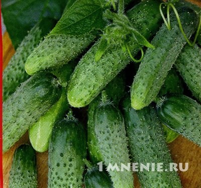 Uborka zyatek f1 véleménye, zyatek és az anya-in-law - egy nagy pár fajta (Toys vélemény) Uborka zyatek f1 véleménye, zyatek és az anya-in-law - egy nagy pár fajták