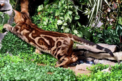 Színek Bengáli macska tenyészet Bengáli macska vad Oroszország