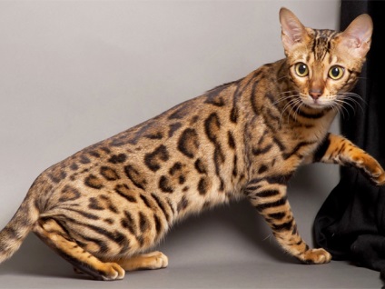 Színek Bengáli macska tenyészet Bengáli macska vad Oroszország