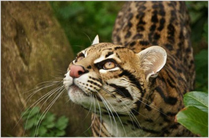Oncilla (tigris macska) fényképek, videók, ár, karakter, fajta leírás