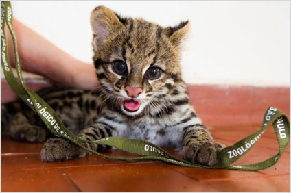 Oncilla (tigris macska) fényképek, videók, ár, karakter, fajta leírás