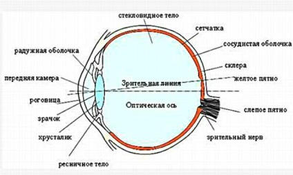 Az optikai rendszer a szem - a funkciók, osztályok, aberráció