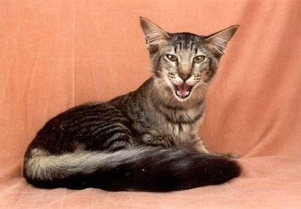 Keleti Longhair fényképet orientális macska, macska fajta történetét, megjelenés