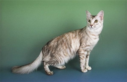 Keleti Longhair fényképet orientális macska, macska fajta történetét, megjelenés