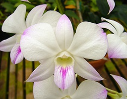 Dendrobium Phalaenopsis orchidea karbantartás, szorzás, ültetés, öntözés