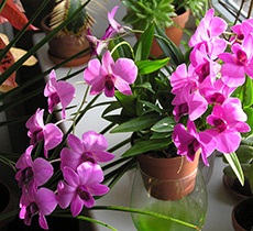 Dendrobium Phalaenopsis orchidea karbantartás, szorzás, ültetés, öntözés