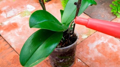 Orchid Dendrobium nobile otthoni gondozást, mit kell tenni virágzás után