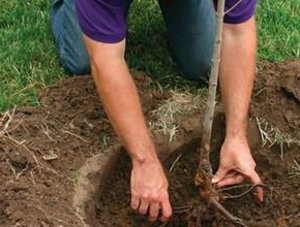 Jellemzői ültetés és gondozása almafajták - Melba