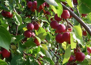 Jellemzői ültetés és gondozása almafajták - Melba