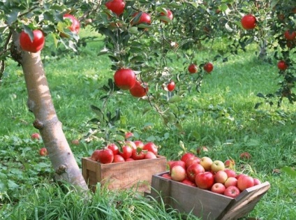 Jellemzői ültetés és gondozása almafajták - Melba