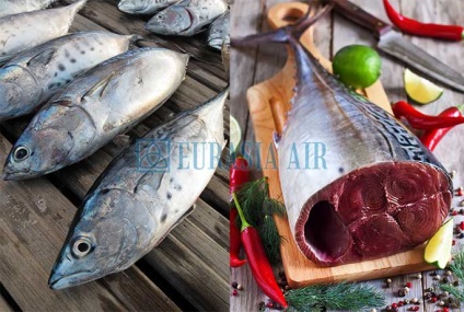 Jellemzők tonhalak halászatát