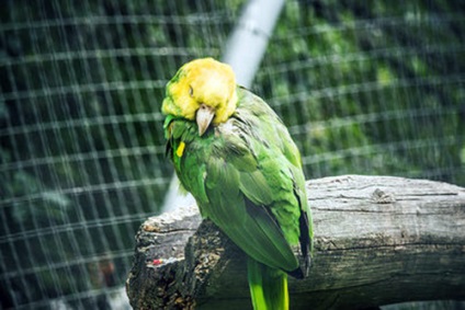 Mérgezés tünetei papagájok, hogy mit és hogyan kell kezelni