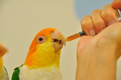 Mérgezés tünetei papagájok, hogy mit és hogyan kell kezelni