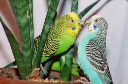 Mérgezés okoz papagájok, a tünetek a mérgező anyagok a papagájok
