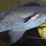 Pterygoplichthys gibbiceps vagy harcsa brokát tartalom, fotó, videó