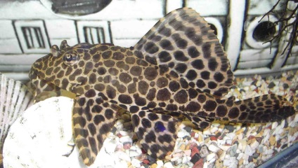 Pterygoplichthys gibbiceps vagy harcsa brokát tartalmat, képeket, videókat (brokát) Pterygoplichthys gibbiceps vagy harcsa brokát tartalom, fotó, videó