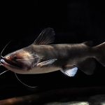 Pterygoplichthys gibbiceps vagy harcsa brokát tartalom, fotó, videó