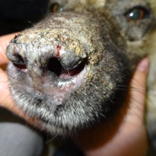 Patológiai kíséretében hypopigmentation a bőr és a szőrzet a kutyák és macskák - zooinform Város