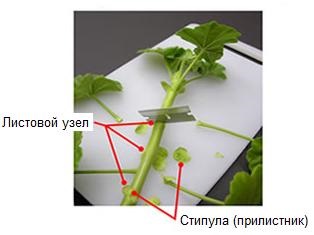 Pelargonium szaporítás dugványozással, mag, videók, fotók