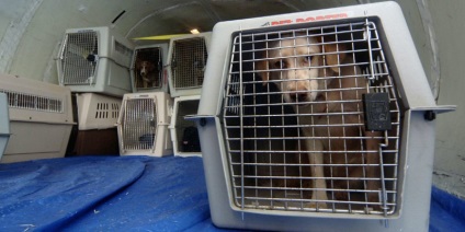 Állatok szállítása a Aeroflot síkban