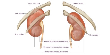 Vese gyűrű és annak szerkezete és topográfiája az anatómia a vese