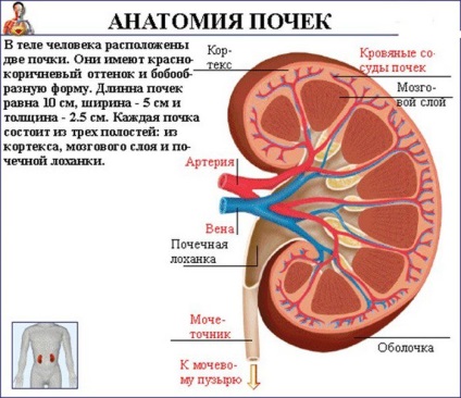 Vese gyűrű és annak szerkezete és topográfiája az anatómia a vese