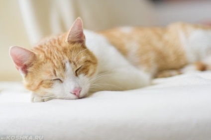 Miért Van egy álom macska és macska horkolás normális