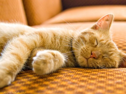 Miért Van egy álom macska és macska horkolás normális