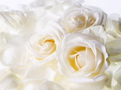 Miért rózsa a legnépszerűbb virágok a csokor fejezetek 101 tanácsokat esküvő - svadbalist szól