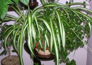 Miért Chlorophytum száraz leveleket vagy a tippeket a bázis