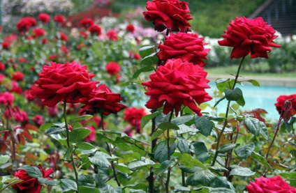 Rose etetés - fontos eleme az egészség és a buja virágzó bokrok
