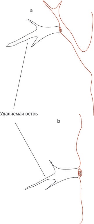 Telek eladó egy régi kertben, hogy mit kell tennie a következő a (kert) Telek eladó egy régi kertben, mit kell tennie, hogy a következő