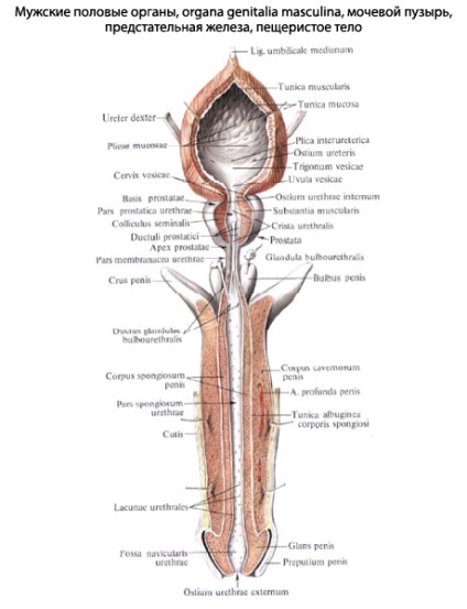 pénisz anatómiai felépítése