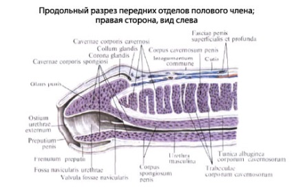 A pénisz belső szerkezete. Péniszanatómia: Jó, ha tudod