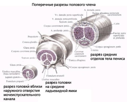 A pénisz belső szerkezete