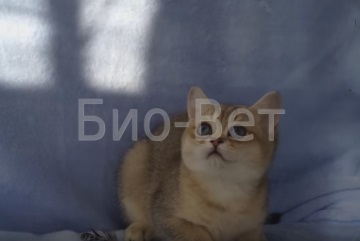 Zavarosító a szem macskák kezelésére szaruhártya homály macska szeme