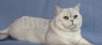 Zavarosító a szem macskák kezelésére szaruhártya homály macska szeme