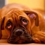 Hasmenés kutyák vérében, hogy mit lehet csinálni otthon, valamint, mint kezelni a kábítószer okai után