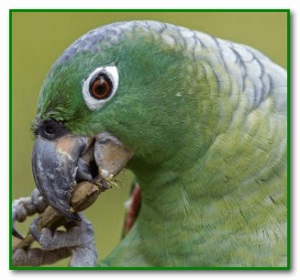 Parrot mérgezett elsősegély és kezelése a mérgezési tünetek