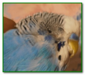 Parrot mérgezett elsősegély és kezelése a mérgezési tünetek