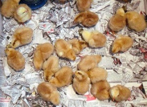 Breed csirkék Foksi Chik jellemzés, leírás, fényképek és vélemények