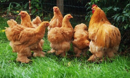 Cochin Kína fajta csirkék fotó és leírás, vélemények