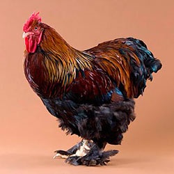 Cochin Kína fajta csirkék fotó és leírás, vélemények